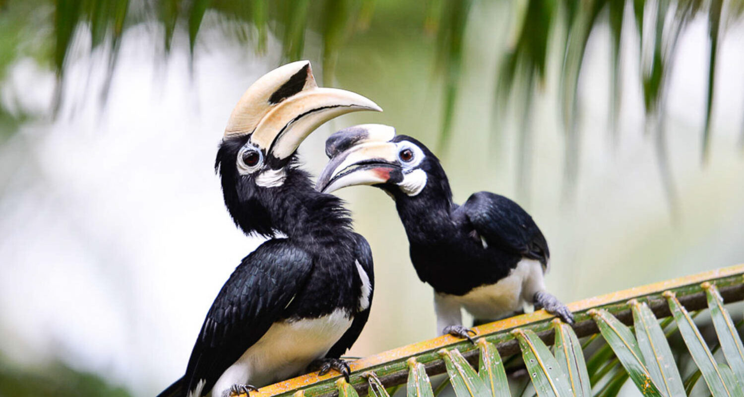 bird hornbill koh yao