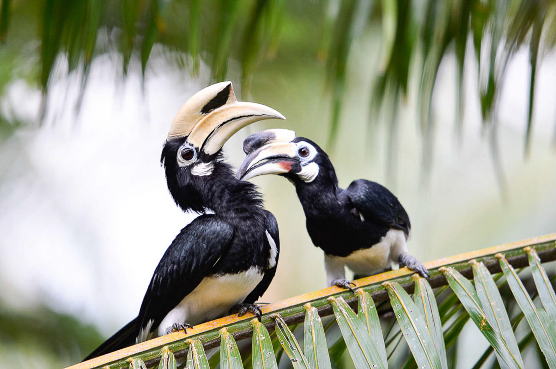 bird hornbill koh yao