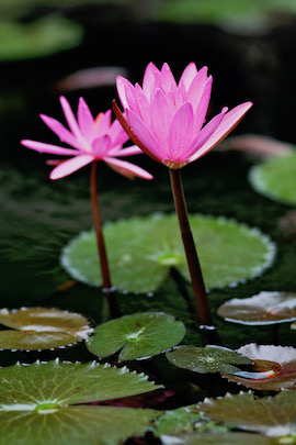 Sustainability Stay green 9 SERENATA Hotels & Resorts Group sustainability