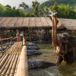 river kwai kanchanaburi elephant resort jungle rafts